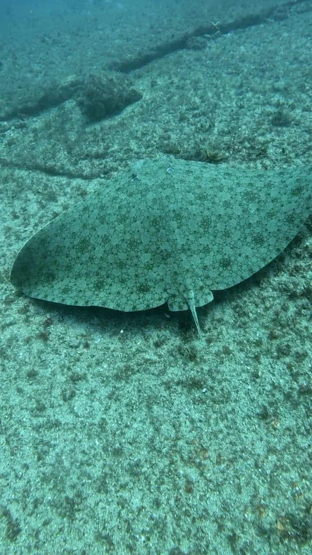 Portinho